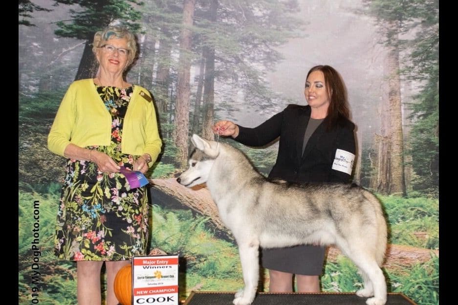 Quality Siberians- Located in California breeder image 30