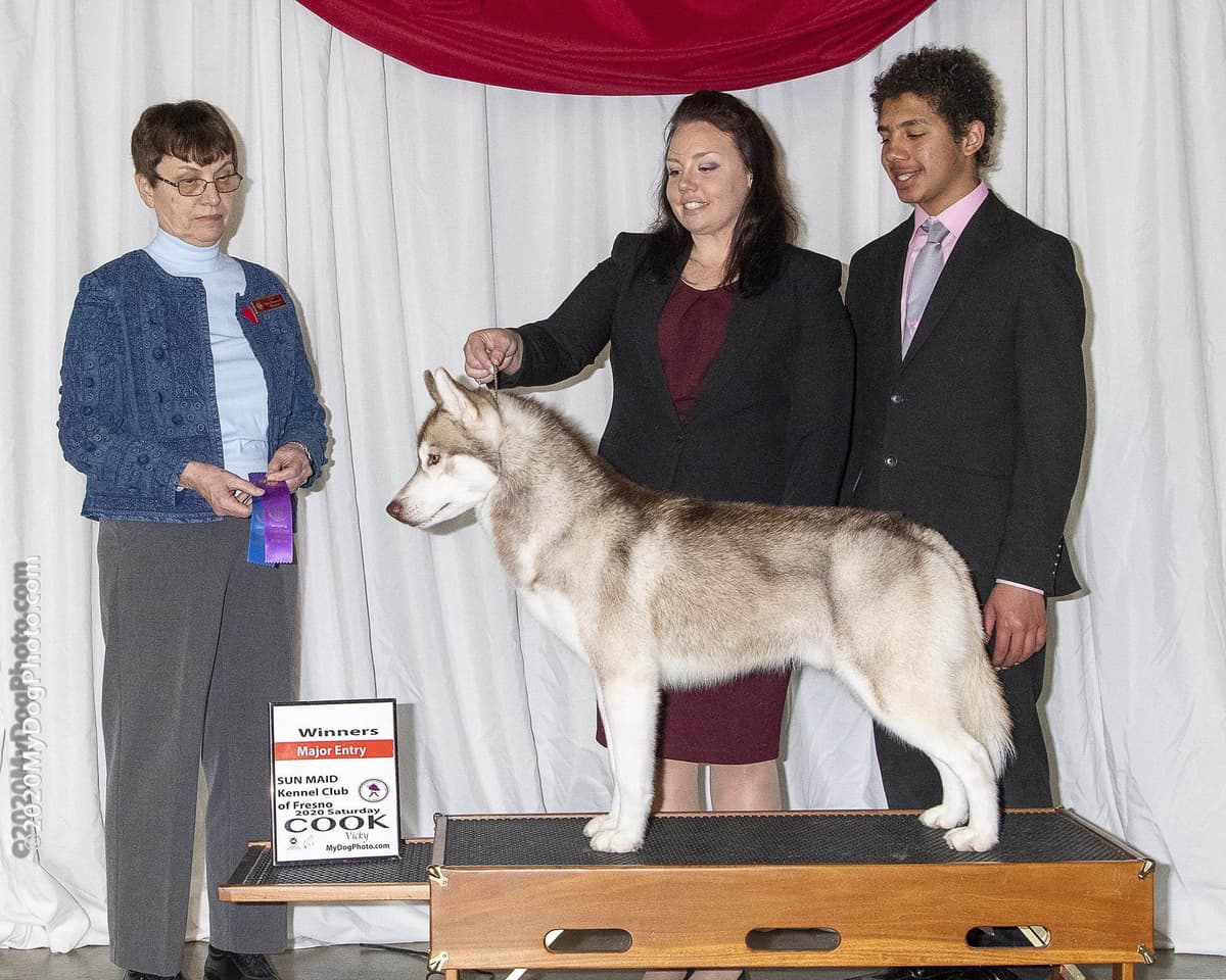 Quality Siberians- Located in California breeder image 37