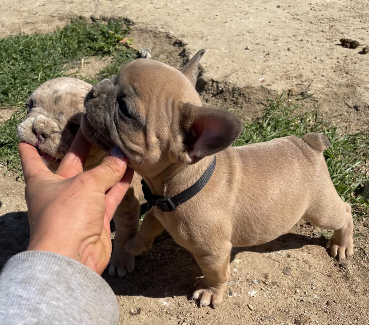 French Bulldog Puppies breeder image 14