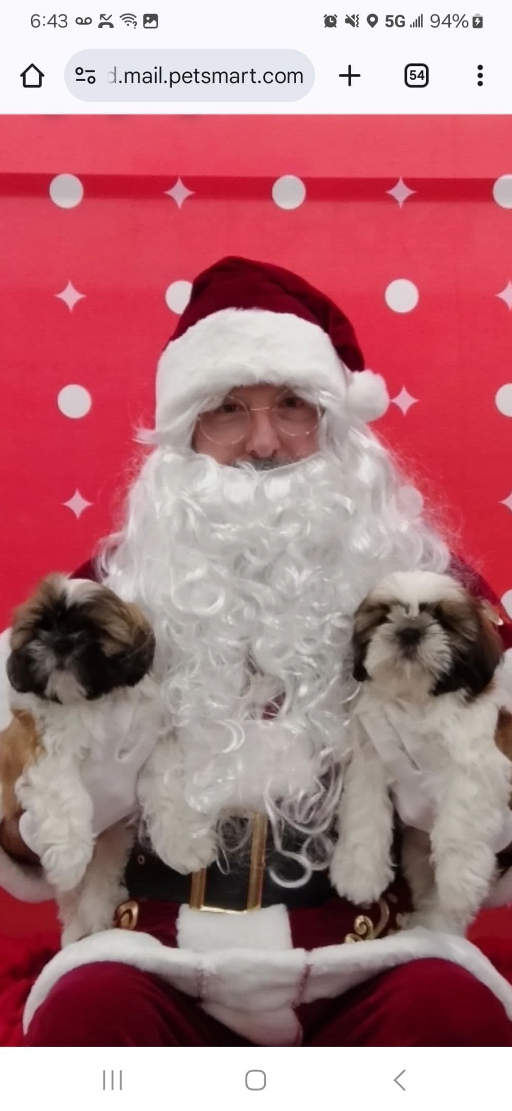 Shih Tzu Puppies breeder image 2