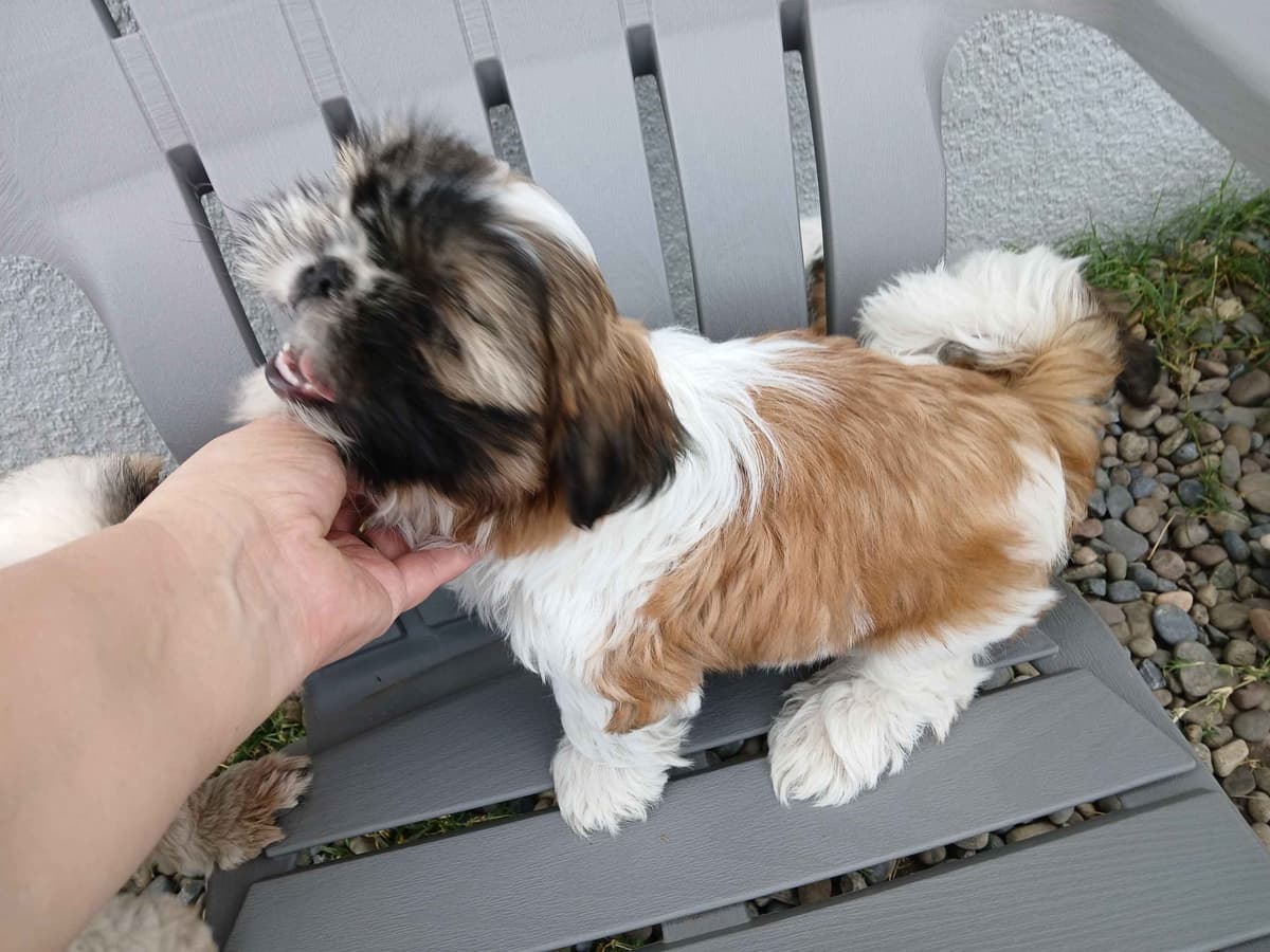 Shih Tzu Puppies breeder image 3