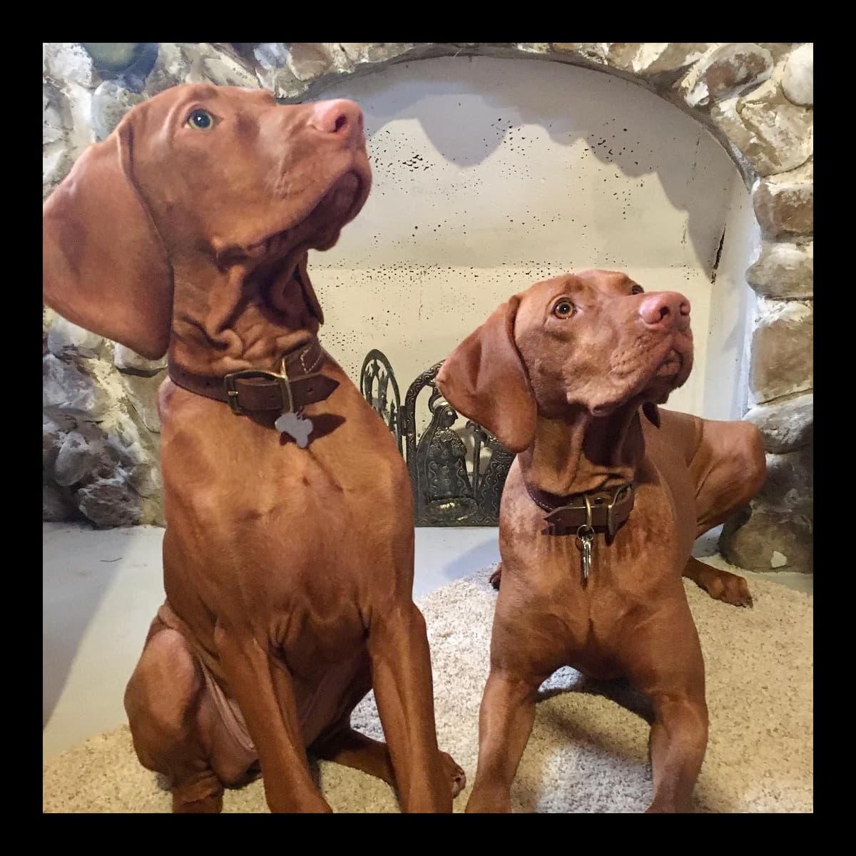 Family Raised Vizsla Puppies with Champion Lineage breeder image 9