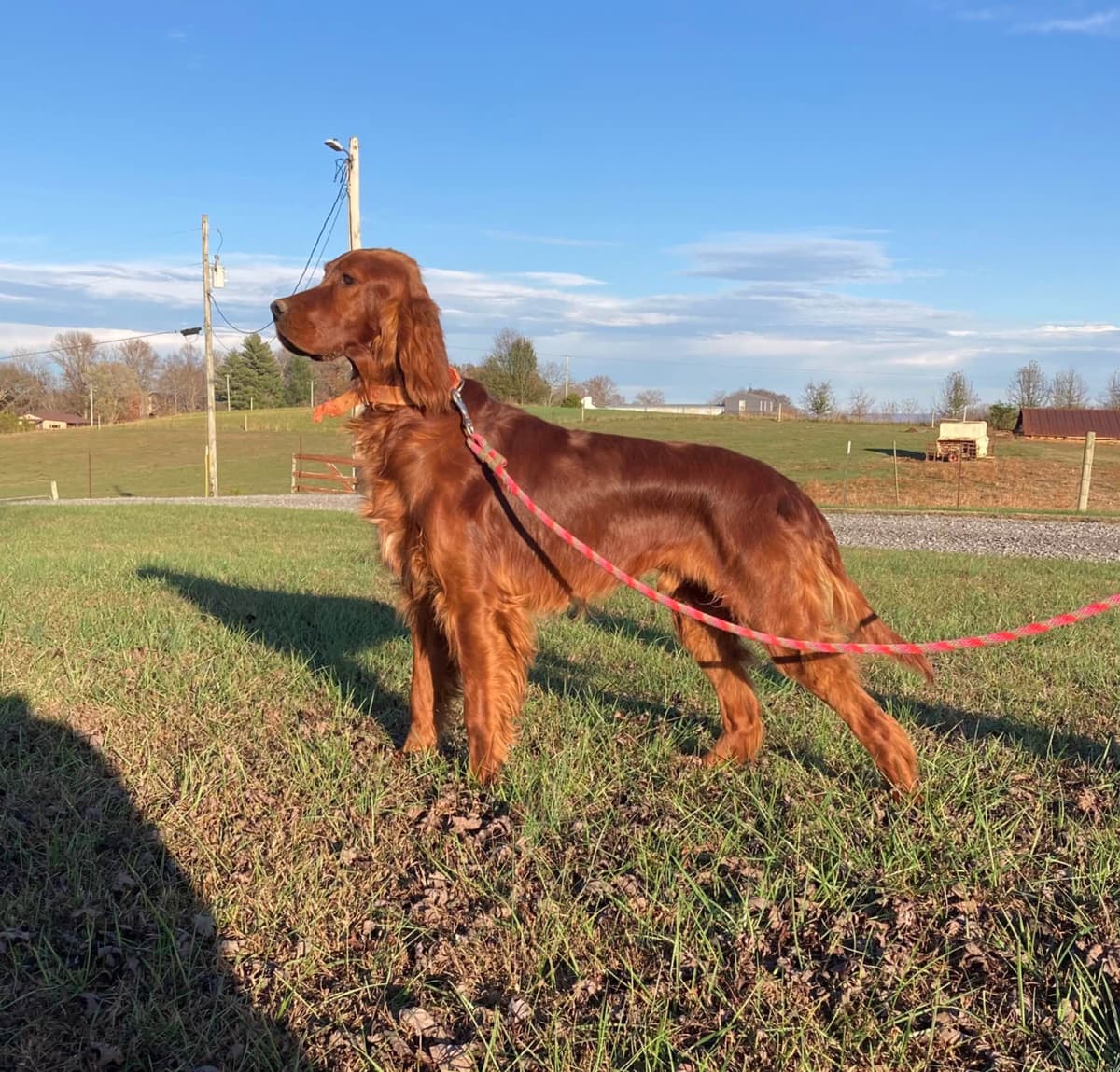 European lines breeder image 5
