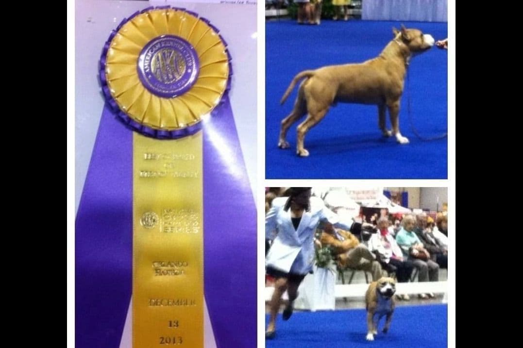 ADORABULL 38+yr EXPERIENCED Silver Achievement Level BREEDER OF MERIT breeder image 13