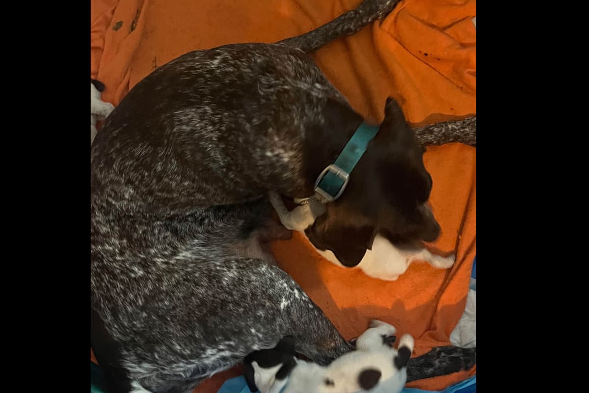 German Shorthaired Pointer Puppies breeder image 3