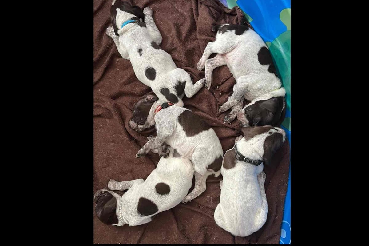 German Shorthaired Pointer Puppies breeder image 4