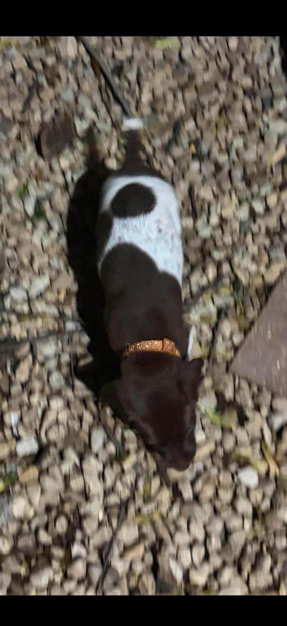 German Shorthaired Pointer Puppies breeder image 14