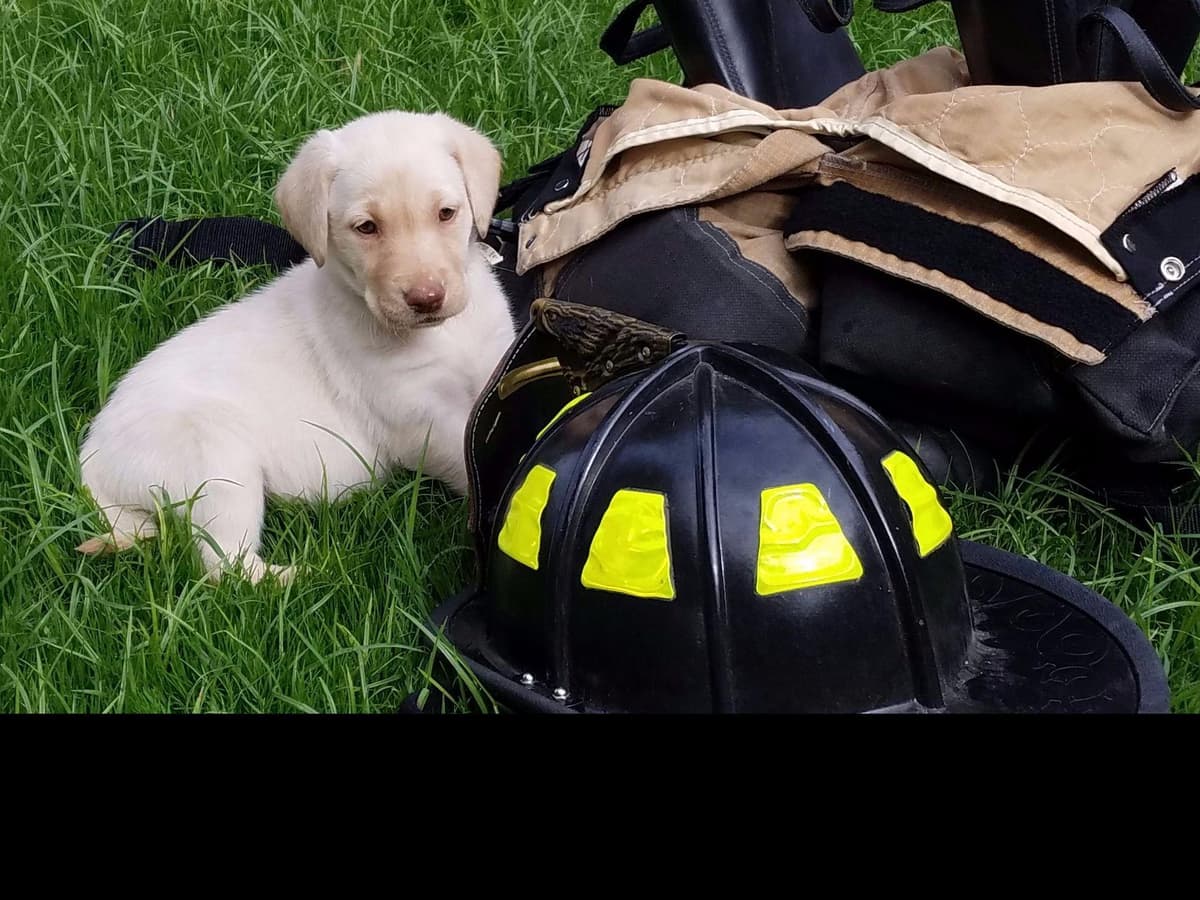Labrador Retriever Puppies breeder image 5