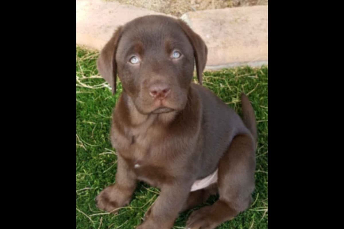 Labrador Retriever Puppies breeder image 24