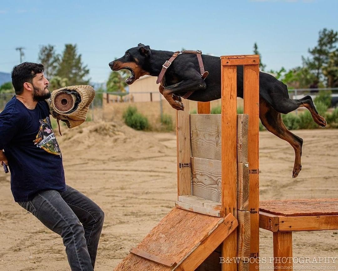 100% High Drive European Doberman Puppies breeder image 13