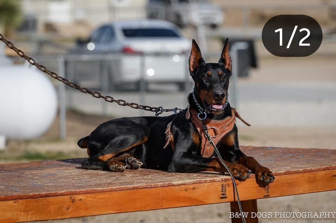 100% High Drive European Doberman Puppies breeder image 14