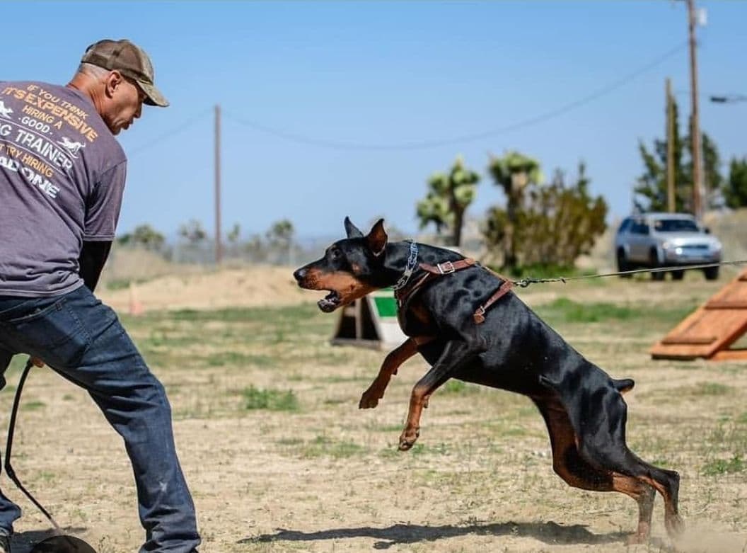 100% High Drive European Doberman Puppies breeder image 28
