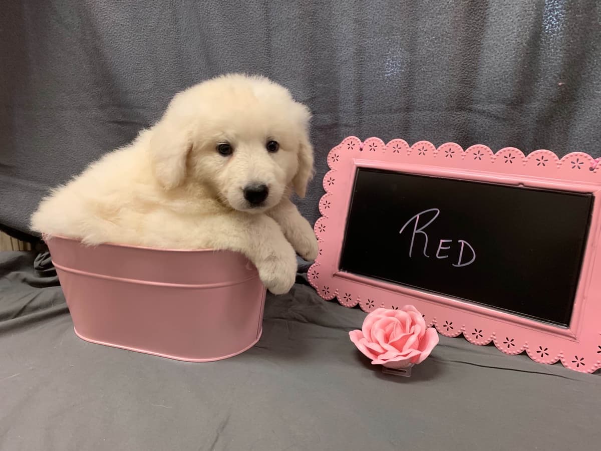 Kuvasz Puppies breeder image 3