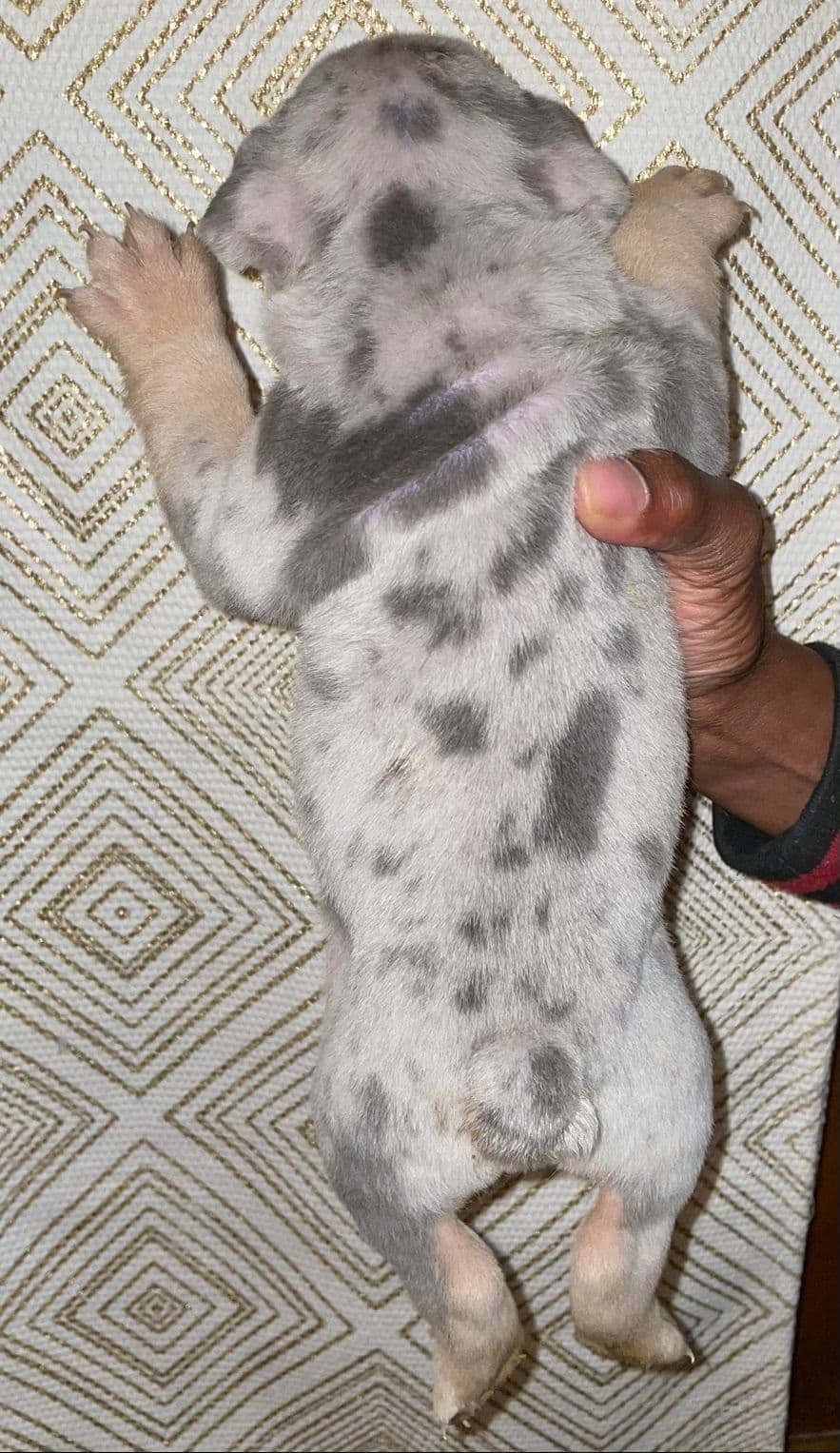 French Bulldog Puppies breeder image 6