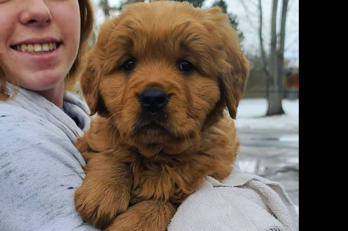 Golden Retriever Puppies breeder image 6