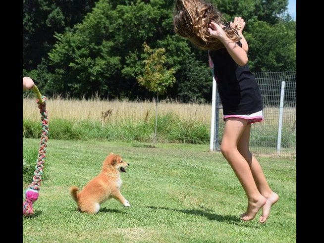 Shiba Inu Puppies breeder image 3