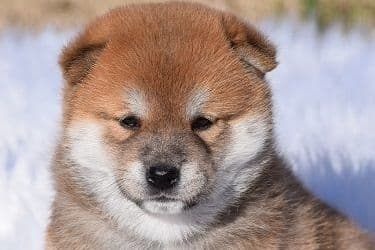 Shiba Inu Puppies breeder image 6