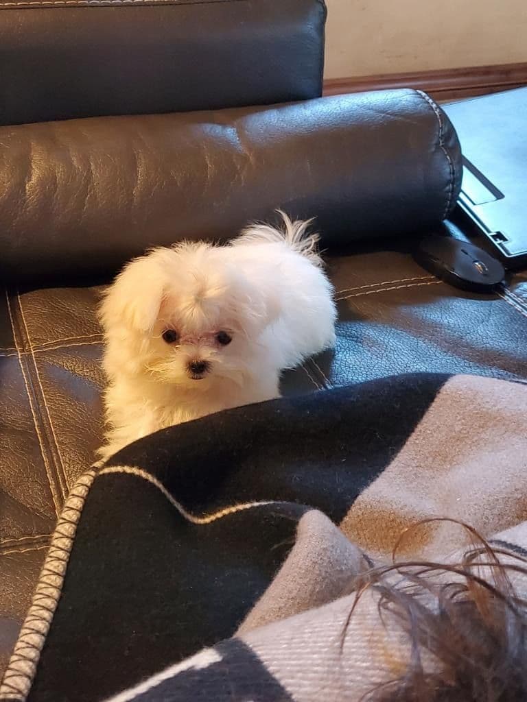Maltese Puppies breeder image 10