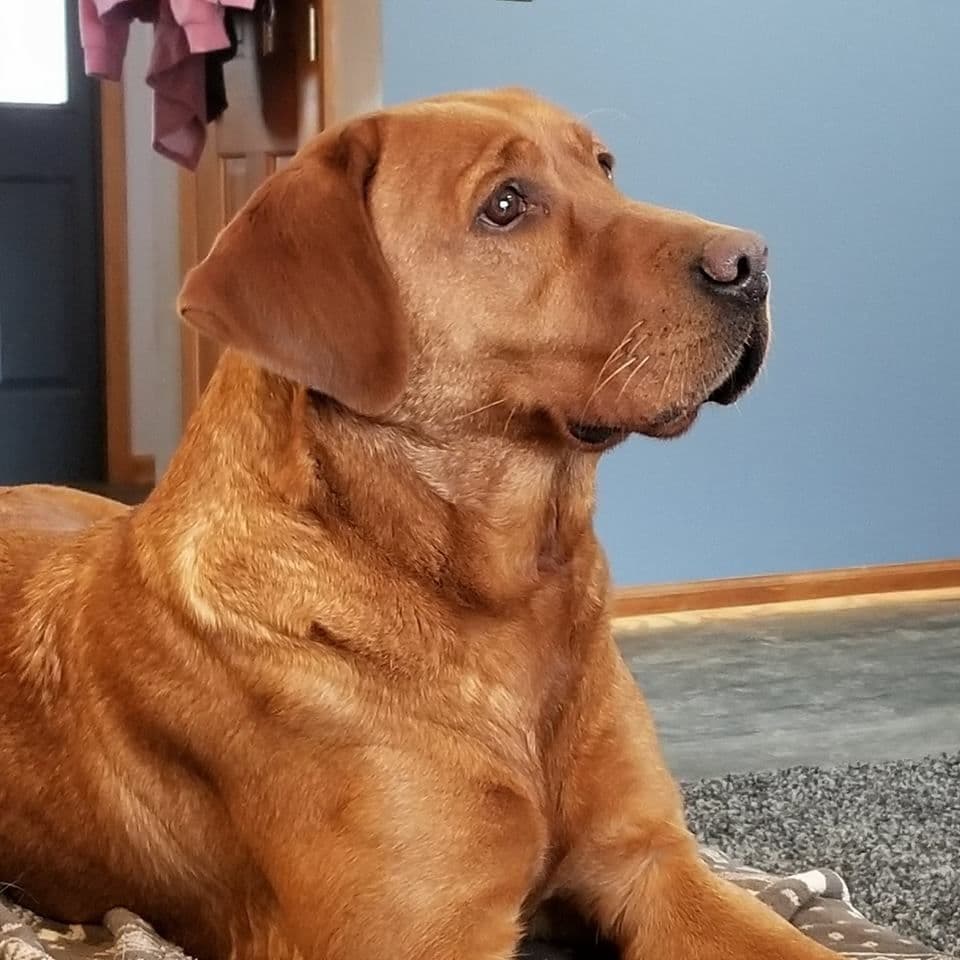 Silver & Chocolate breeder image 11