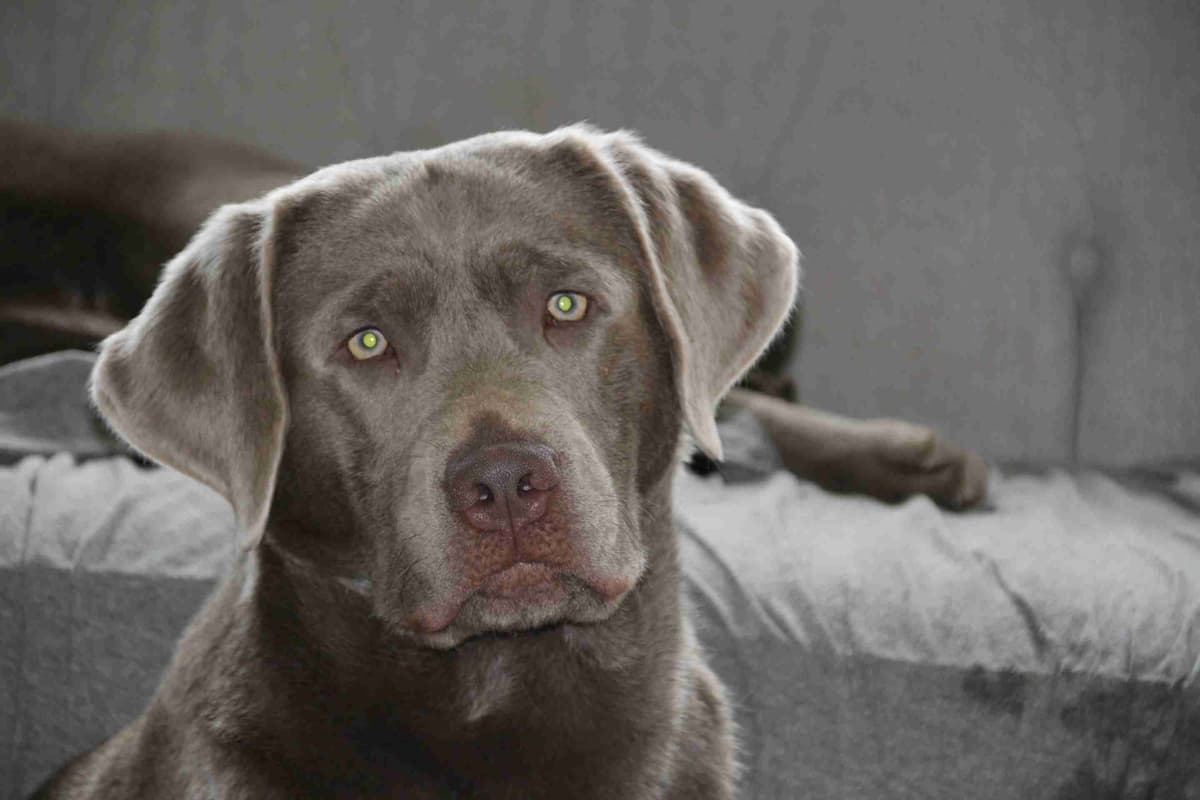 Silver & Chocolate breeder image 19