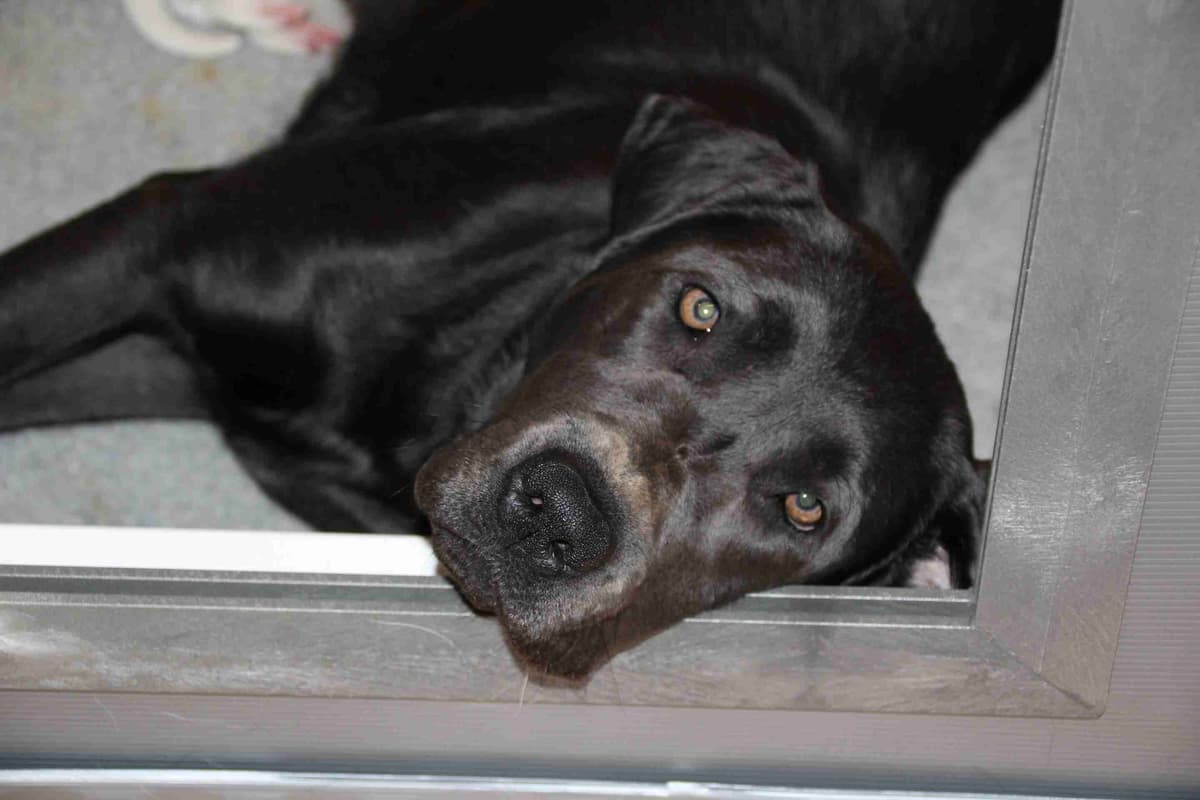 Silver & Chocolate breeder image 21