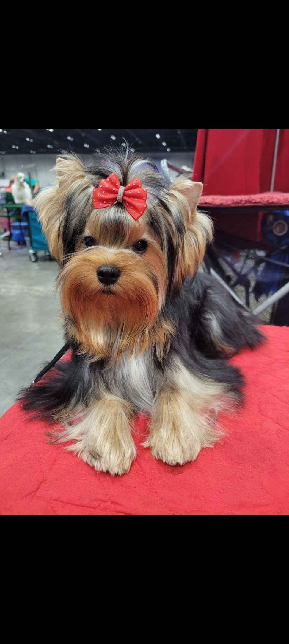 Yorkshire Terrier Puppies breeder image 9