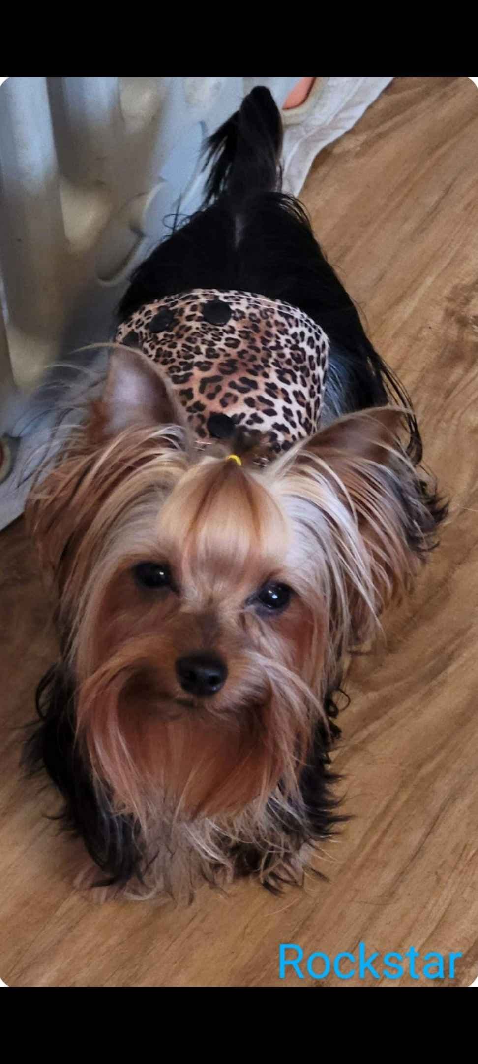 Yorkshire Terrier Puppies breeder image 12