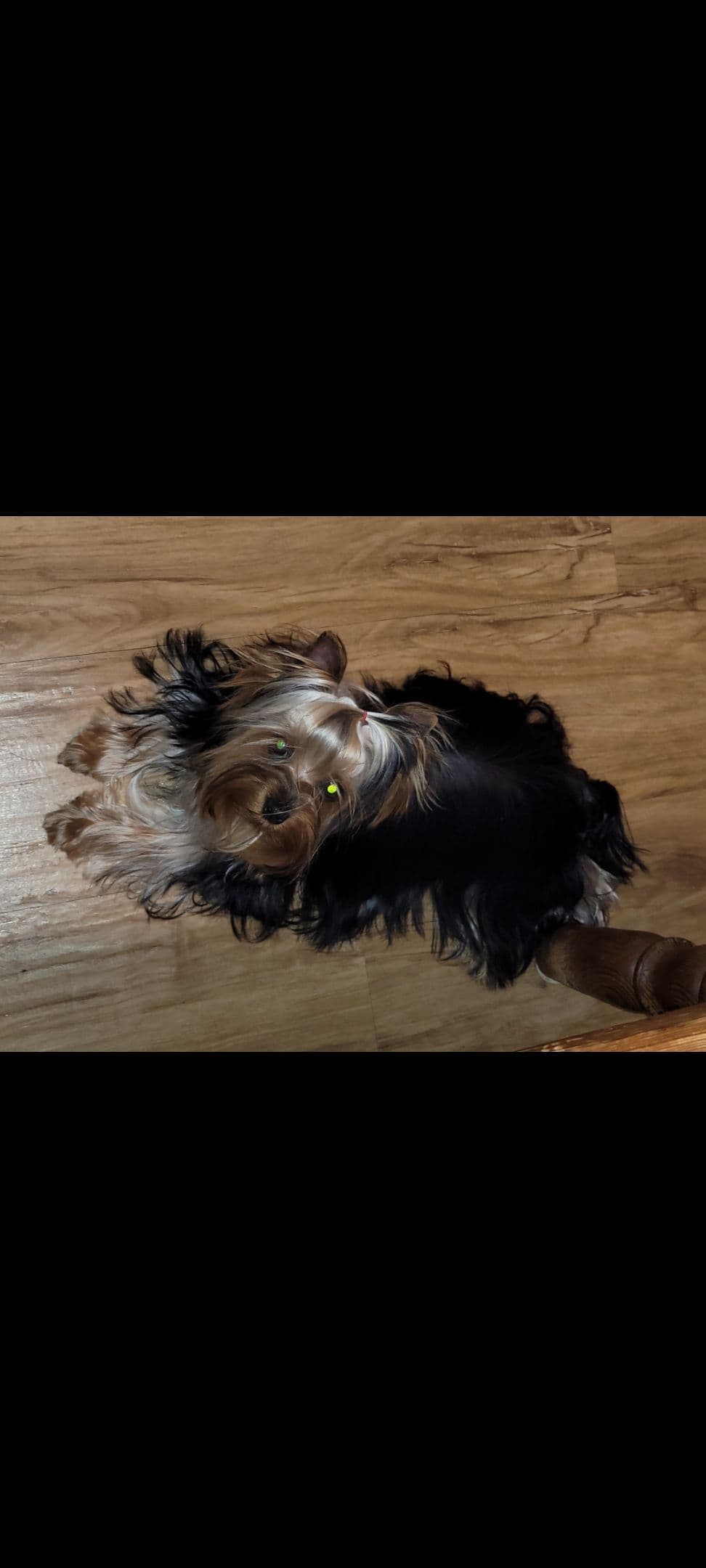 Yorkshire Terrier Puppies breeder image 18