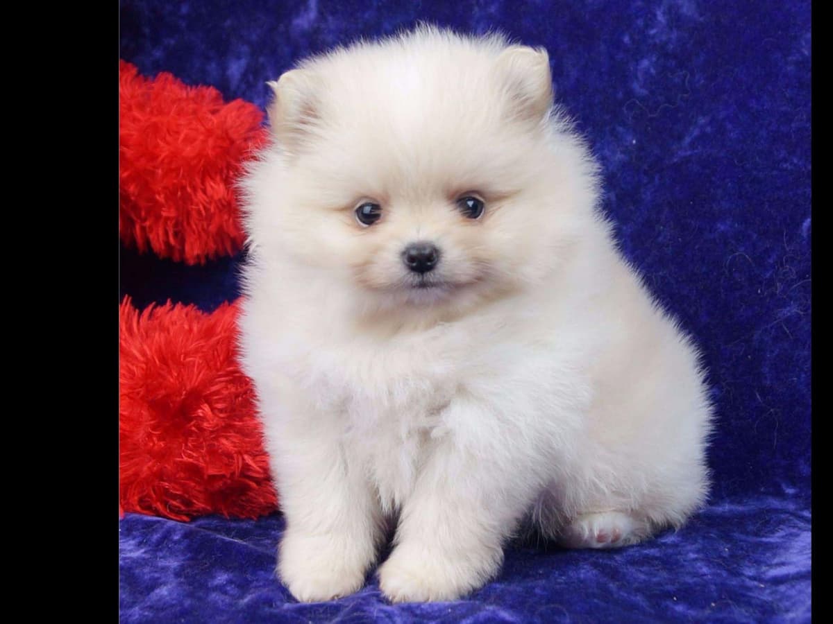 Sweetness all around! breeder image 3