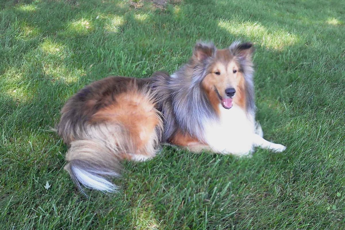 Last Sheltie of this Litter breeder image 3