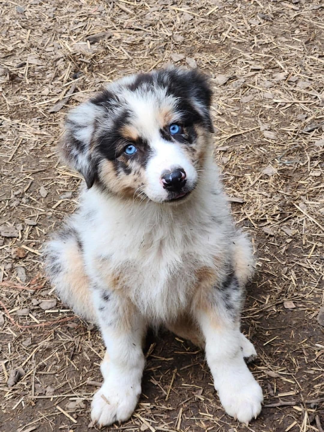 Australian Shepherd Puppies breeder image 3