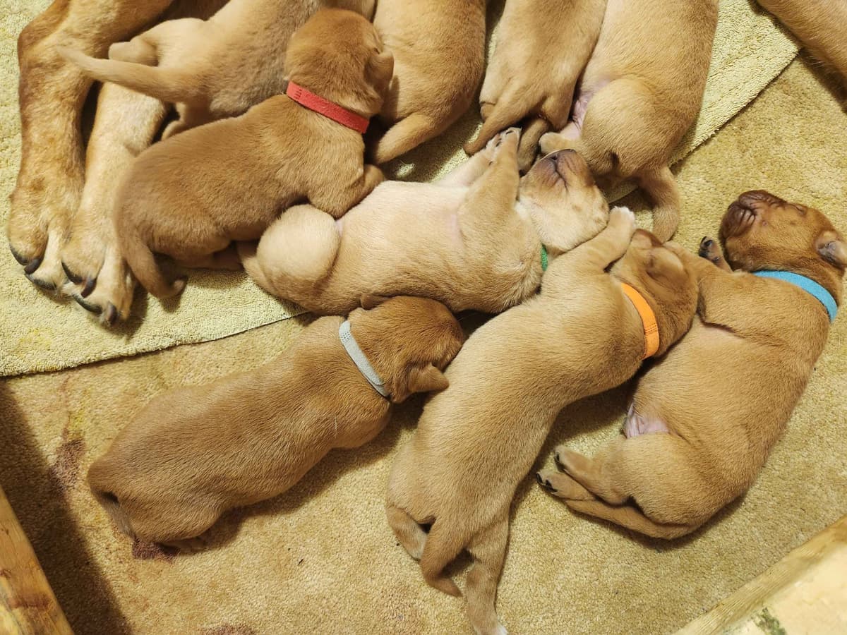 Fox Red Labrador Retriever Puppies breeder image 1