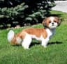 Handsom Shih Tzu Puppy