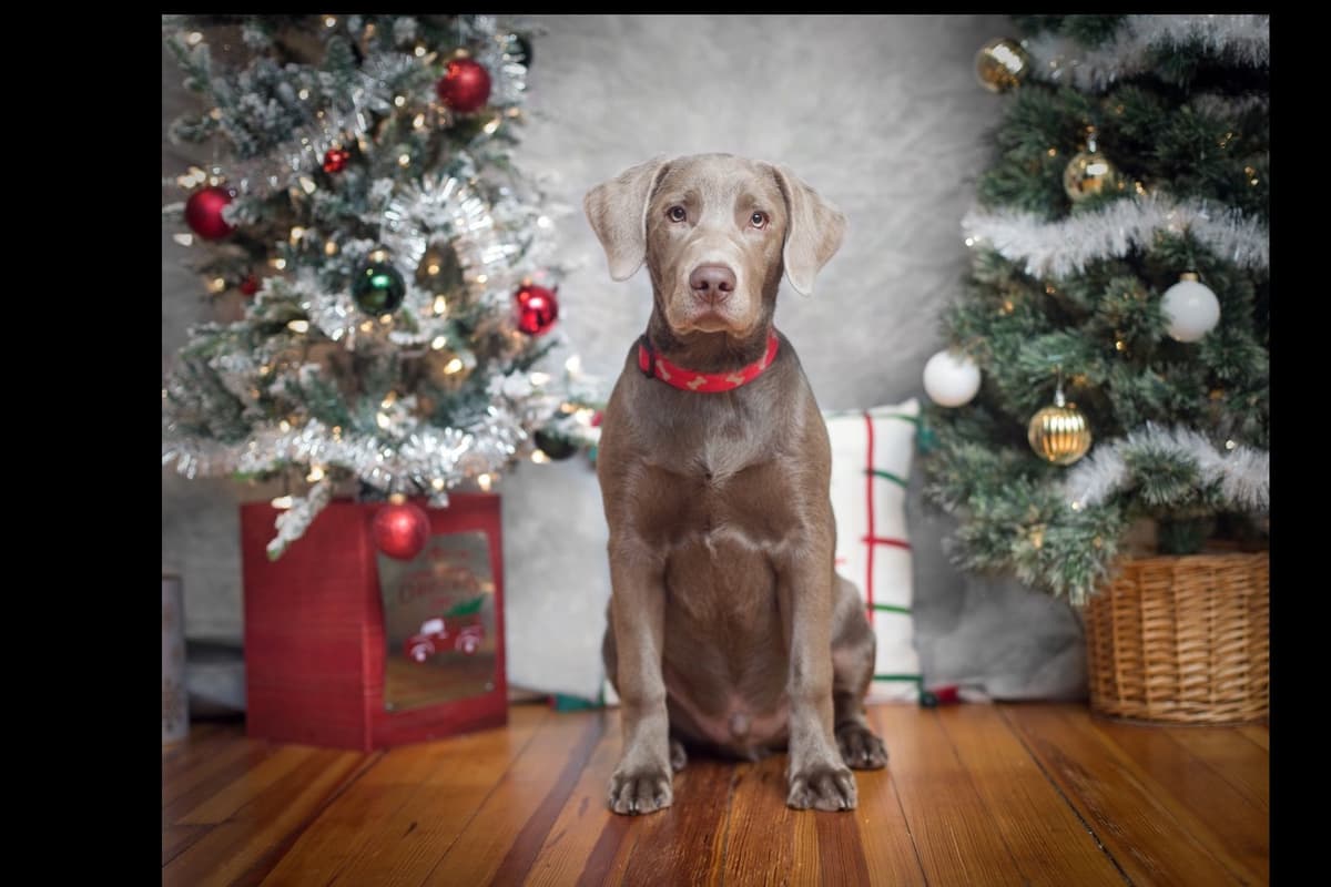 Beautiful Silver Labrador Retriever Puppies breeder image 7