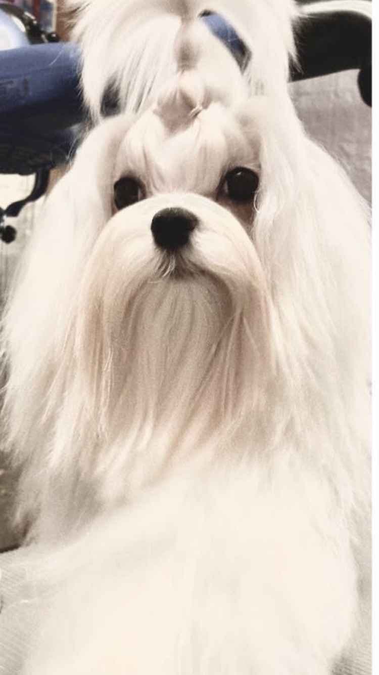 Maltese Puppies breeder image 16