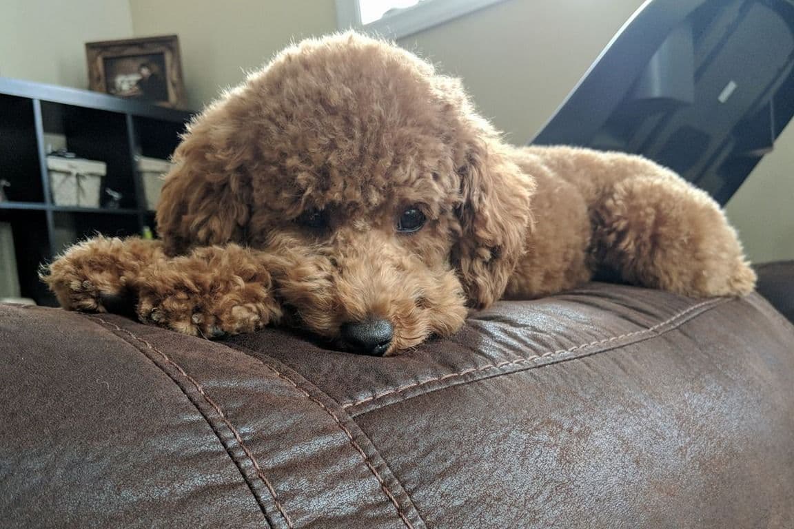 Mini Poodle babies breeder image 6