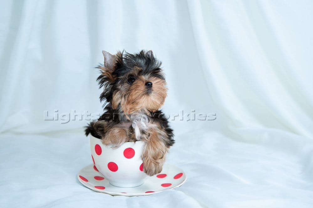 Tiny Yorkshire Terrier Puppies breeder image 1