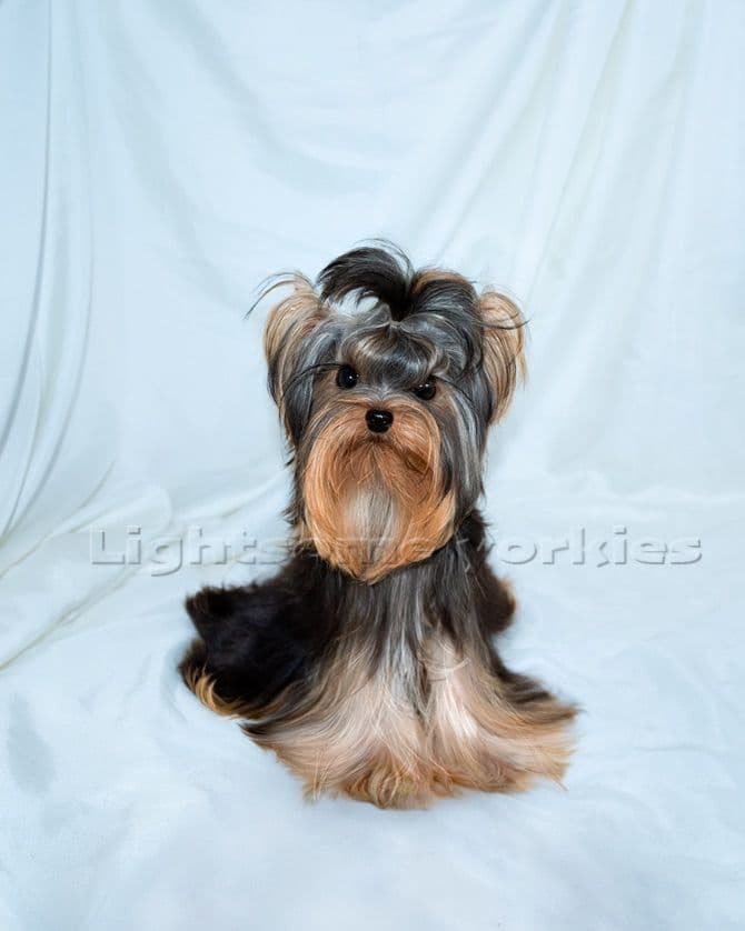 Tiny Yorkshire Terrier Puppies breeder image 5