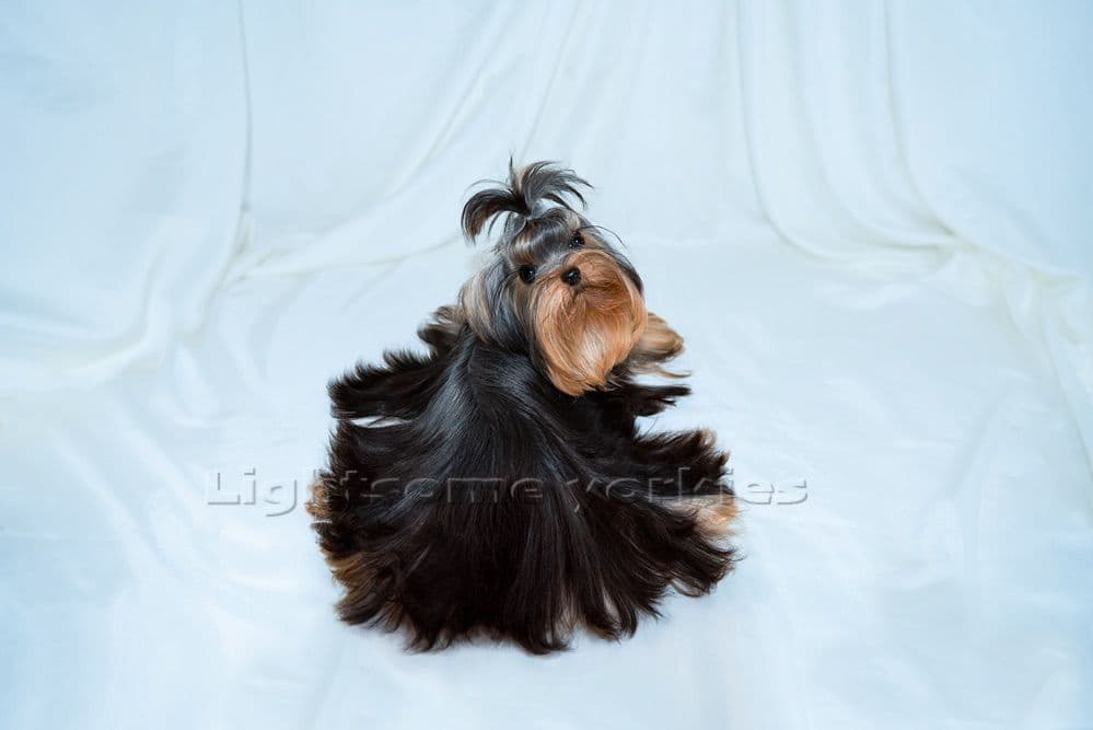 Tiny Yorkshire Terrier Puppies breeder image 6