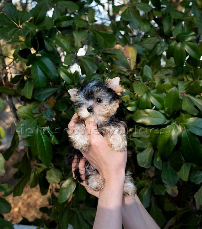 Tiny Yorkshire Terrier Puppies breeder image 21