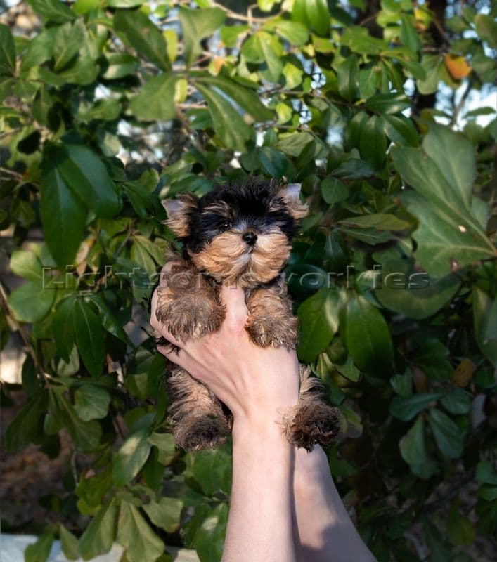 Tiny Yorkshire Terrier Puppies breeder image 23