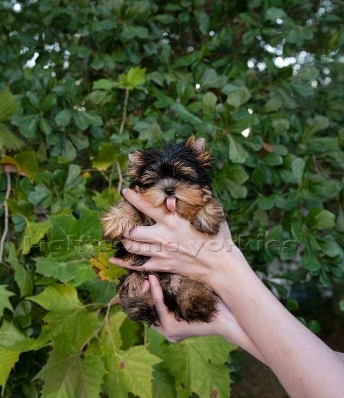 Tiny Yorkshire Terrier Puppies breeder image 31