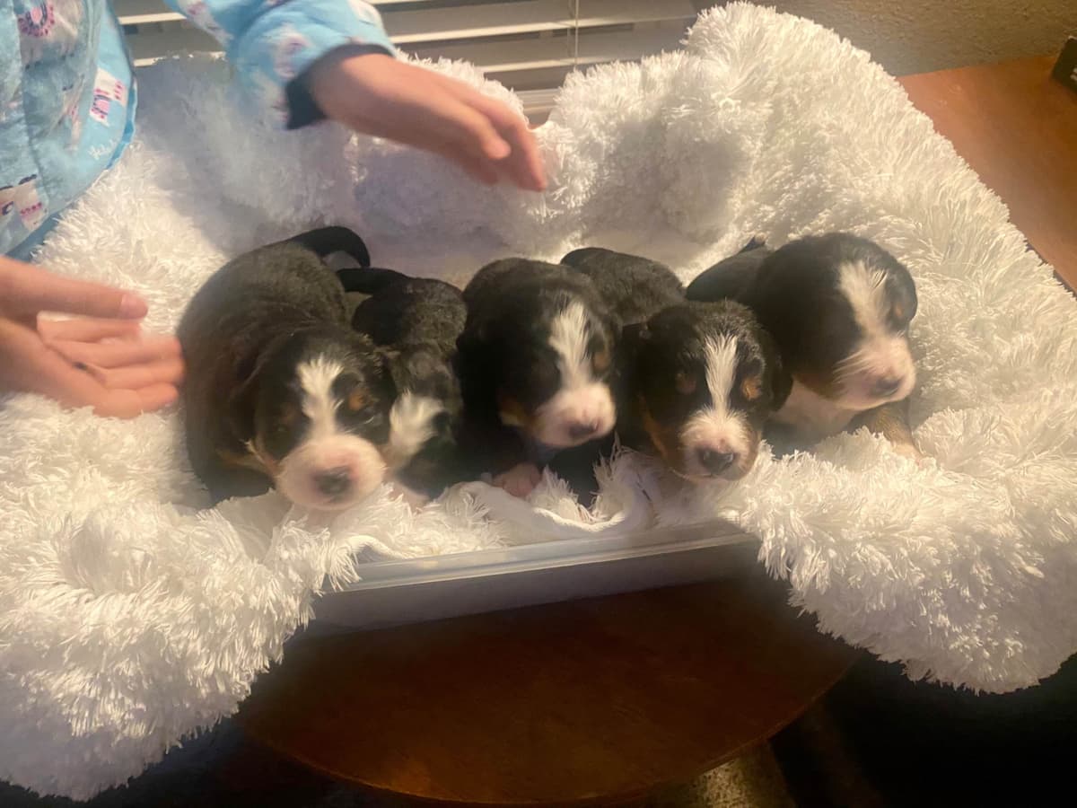 Bernese Mountain Dog Puppies breeder image 1