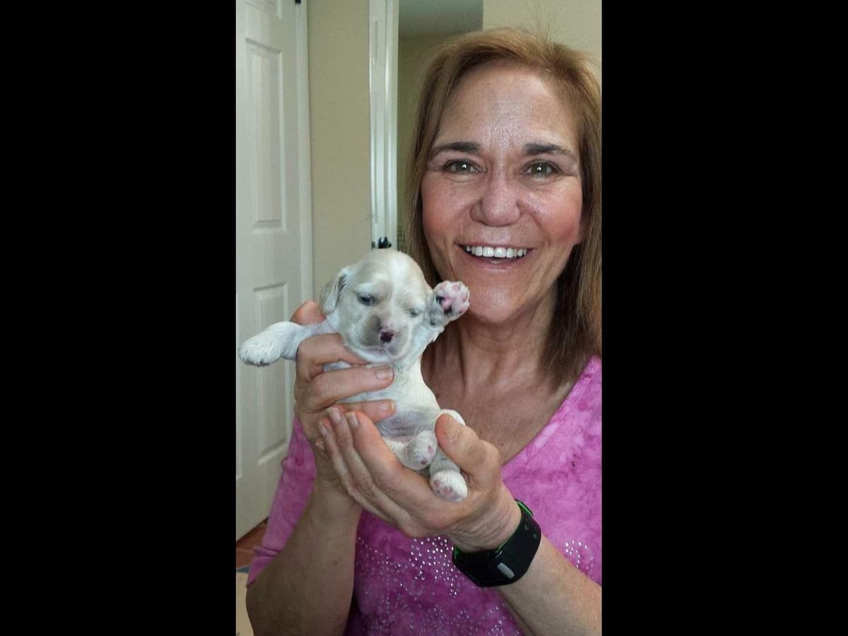 Cocker Spaniel Puppies breeder image 11