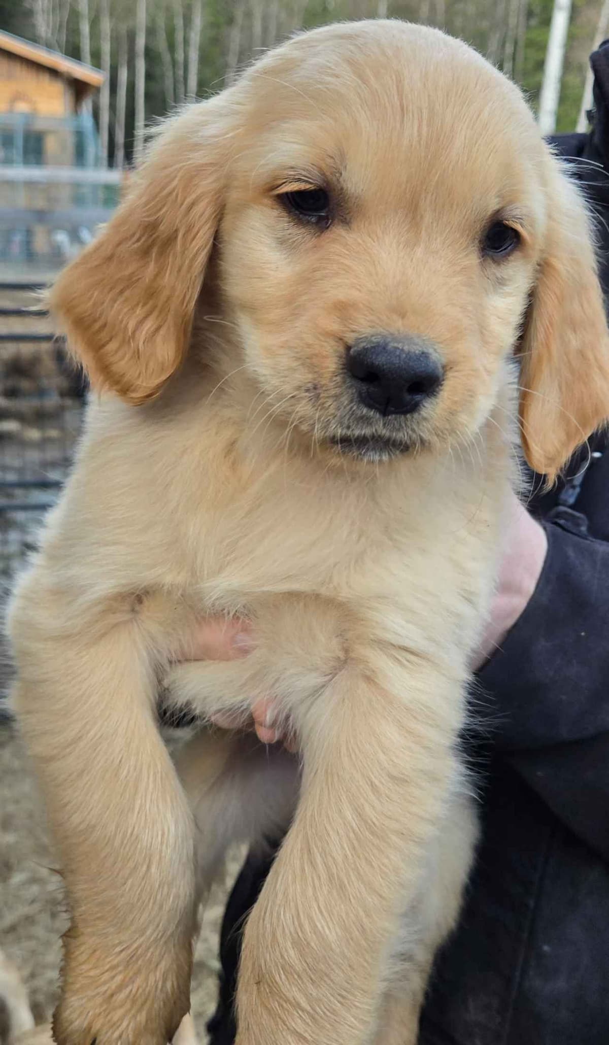 Golden Retriever Puppies breeder image 4