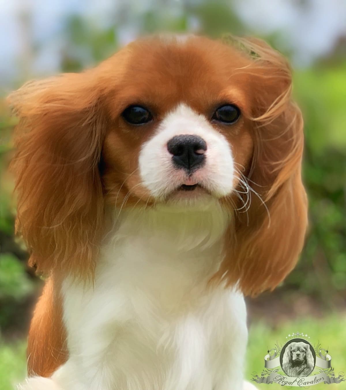 Cavalier King Charles Spaniel Puppies from Champion Bloodline breeder image 66