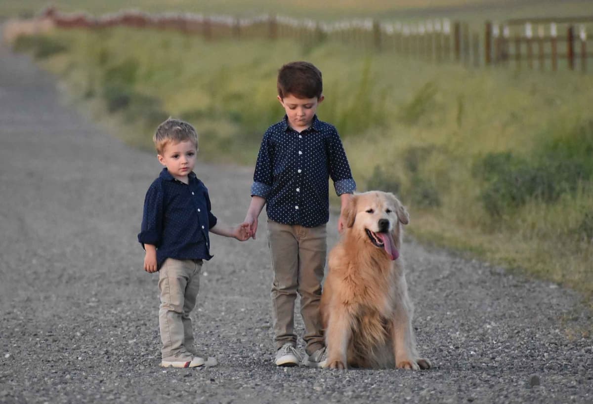 Golden Retriever Puppies breeder image 2