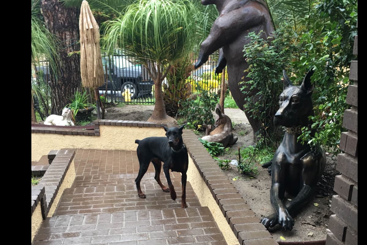 European Doberman Pinscher Puppies breeder image 7