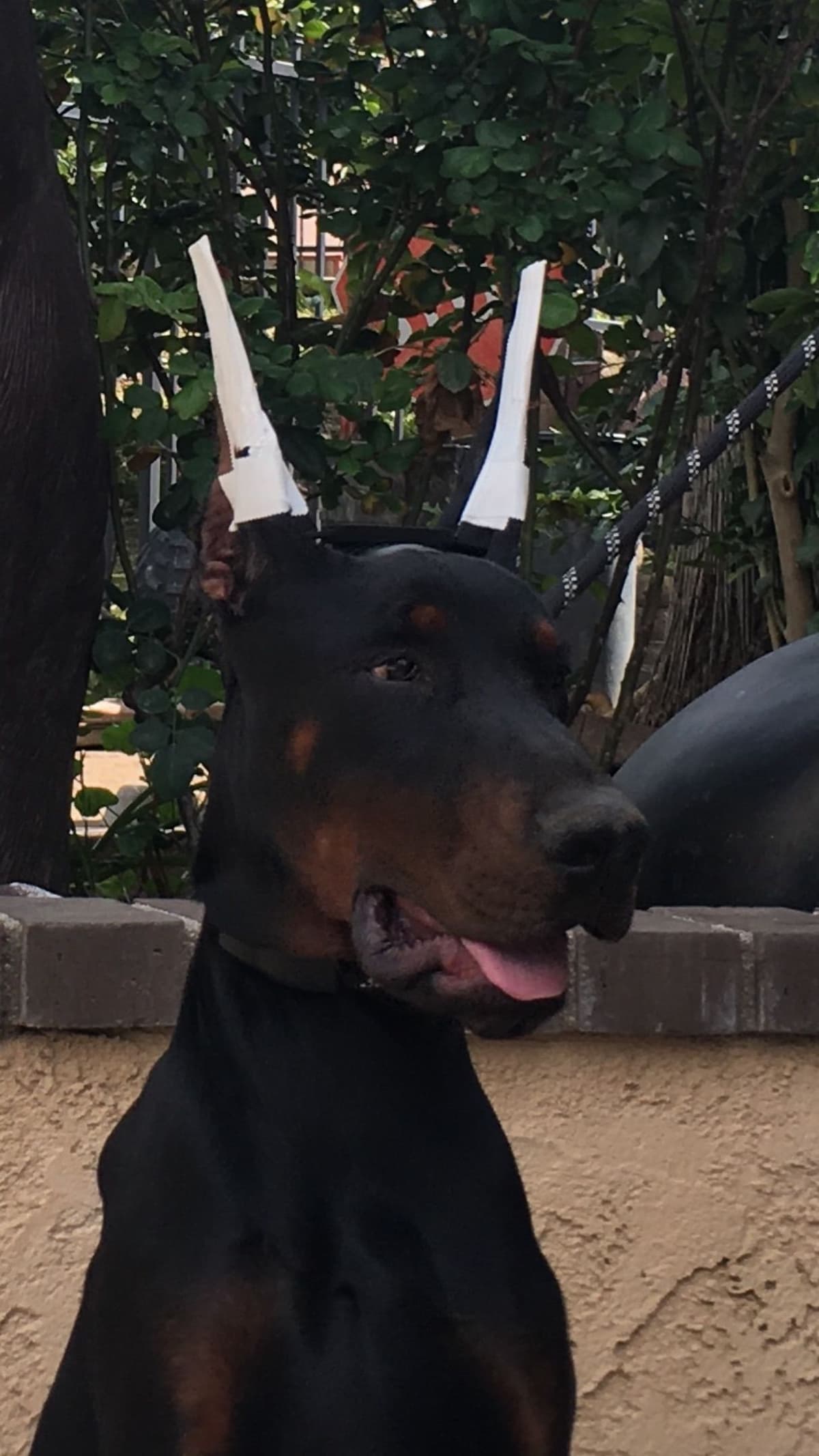 European Doberman Pinscher Puppies breeder image 19