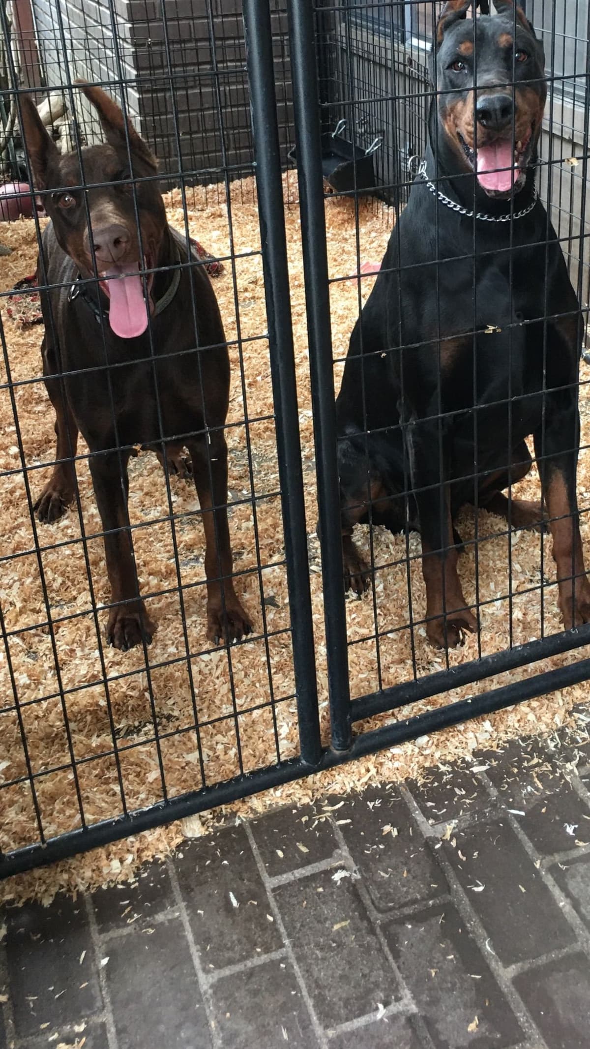 European Doberman Pinscher Puppies breeder image 22